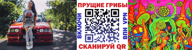 дарнет шоп  KRAKEN tor  Псилоцибиновые грибы Psilocybe  Новочебоксарск 
